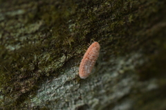 Coelostomidia zealandica