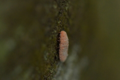 Coelostomidia zealandica