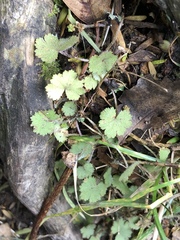 Hydrocotyle moschata moschata