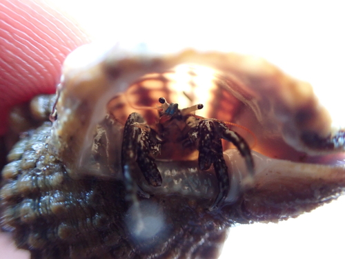 スネリウスヨコバサミ