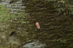 Coelostomidia zealandica