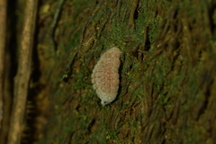 Coelostomidia zealandica