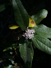 Lagascea heteropappus