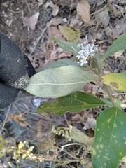 Lagascea heteropappus