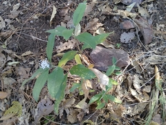 Lagascea heteropappus