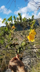 Fremontodendron mexicanum