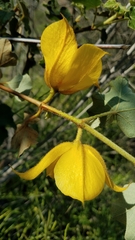 Fremontodendron mexicanum