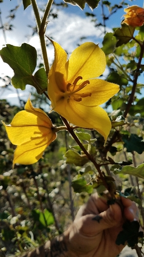 Image of Fremontodendron mexicanum by (c) Alan Rockefeller, some rights reserved (CC BY)