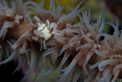 Dasycaris zanzibarica