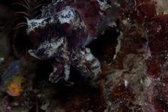 Sepia bandensis
