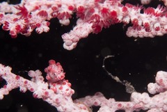 Hippocampus bargibanti