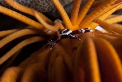 Allogalathea elegans