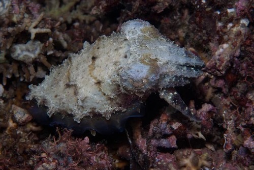 Ascarosepion bandense