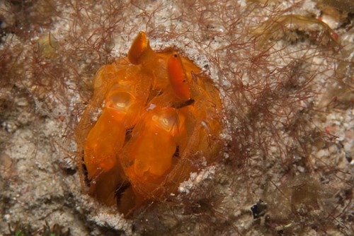 Lysiosquilloides mapia