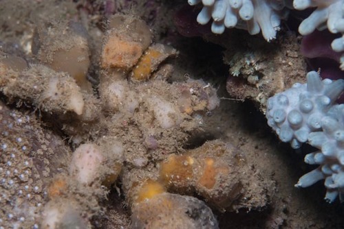 Camposcia retusa