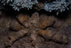 Camposcia retusa