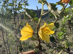 Fremontodendron mexicanum