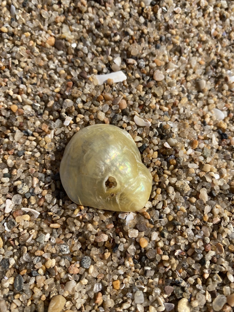 Common Jingle from Hammonasset Beach State Park, Madison, CT, US on ...