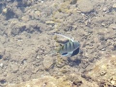 Abudefduf abdominalis