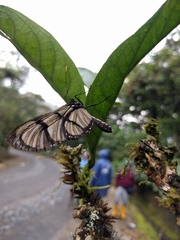 Methona confusa psamathe