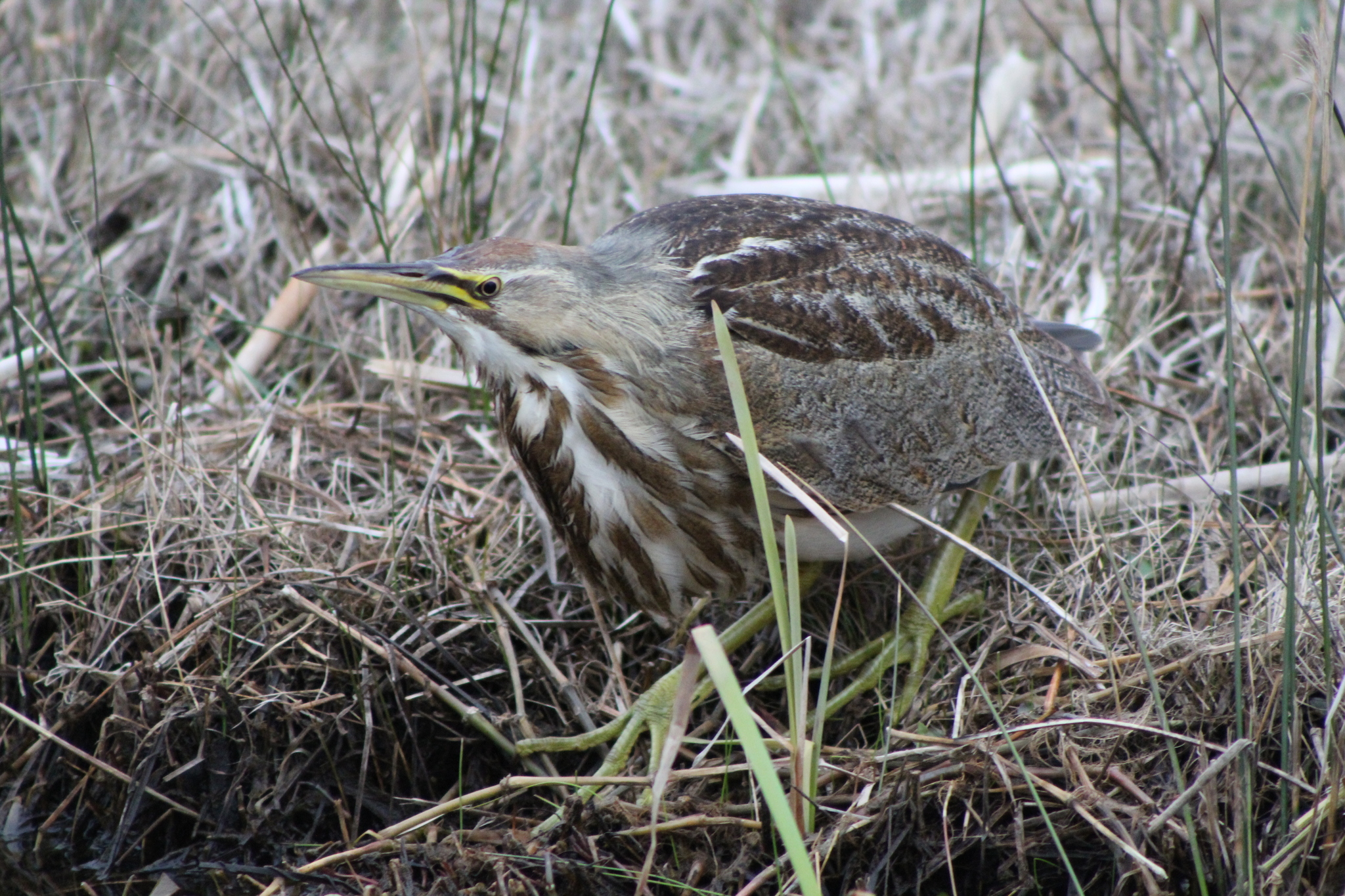 American Bittern Botaurus Lentiginosus Inaturalist Nz