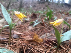 Erythronium rostratum