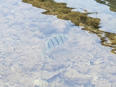 Acanthurus triostegus sandvicensis