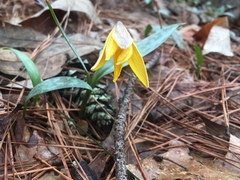 Erythronium rostratum
