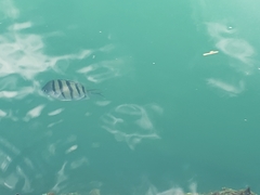 Abudefduf abdominalis