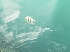 Abudefduf abdominalis