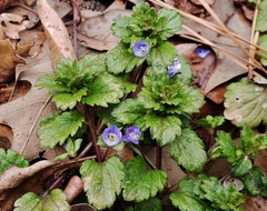 Veronica persica