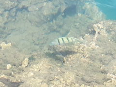 Abudefduf abdominalis