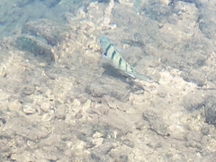 Abudefduf abdominalis