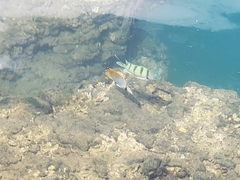 Abudefduf abdominalis