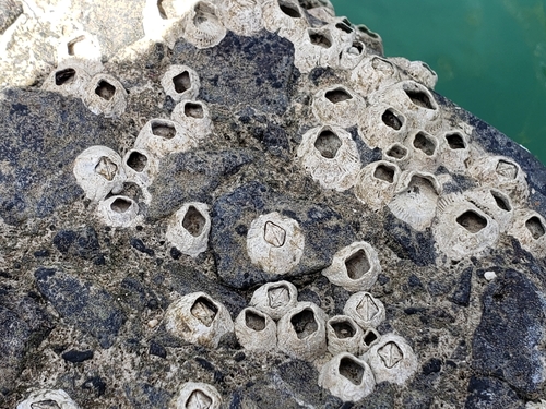 Amphibalanus amphitrite observed 2019-03-08