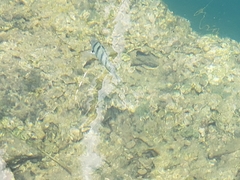 Abudefduf abdominalis