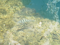 Abudefduf abdominalis