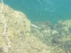 Abudefduf abdominalis