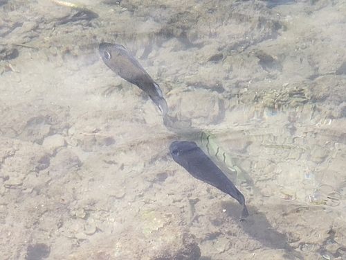 Blackchin Tilapia