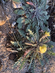 Oenothera primiveris