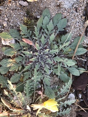 Oenothera primiveris