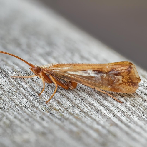 Limnephilus subcentralis