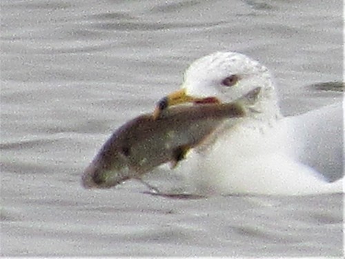American Gizzard Shad, Hargis Creek Lake, Wellington, KS, USA, photo 5 of 10