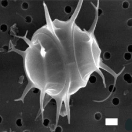 Bolidophytes