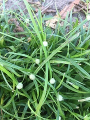 Cyperus mindorensis