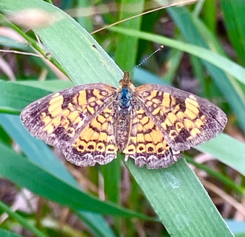 Pearl Crescent photographed in North Carolina
