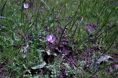 Erythronium hendersonii