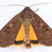 Large Yellow Underwing - Photo (c) janet graham, some rights reserved (CC BY)