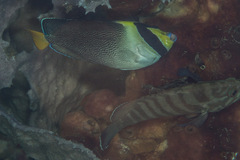 Chaetodontoplus mesoleucus
