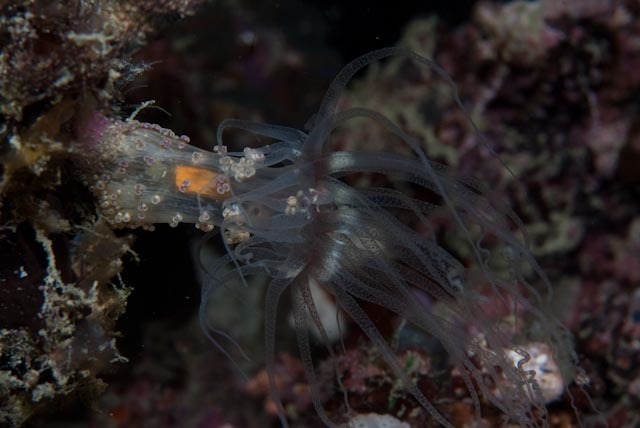Night Anemone